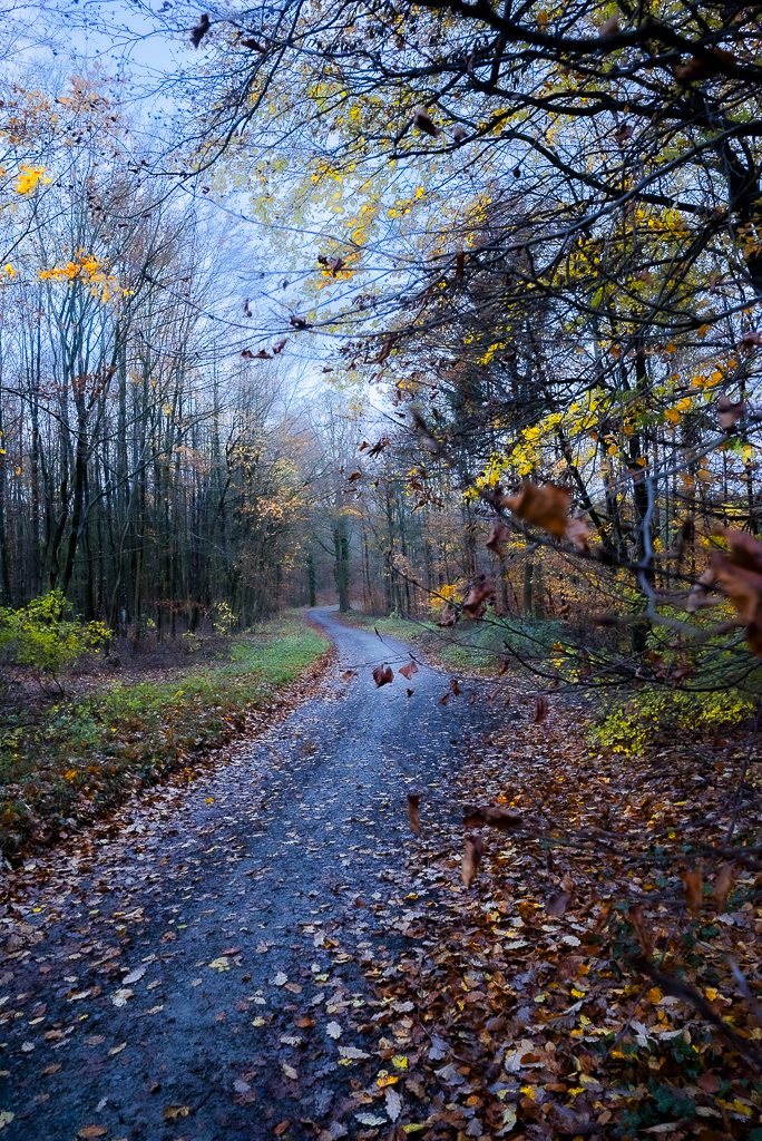 Blick in den Herbstwald