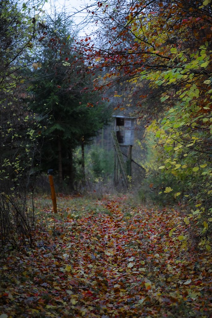 Ein Hochstand im Herbstwald 