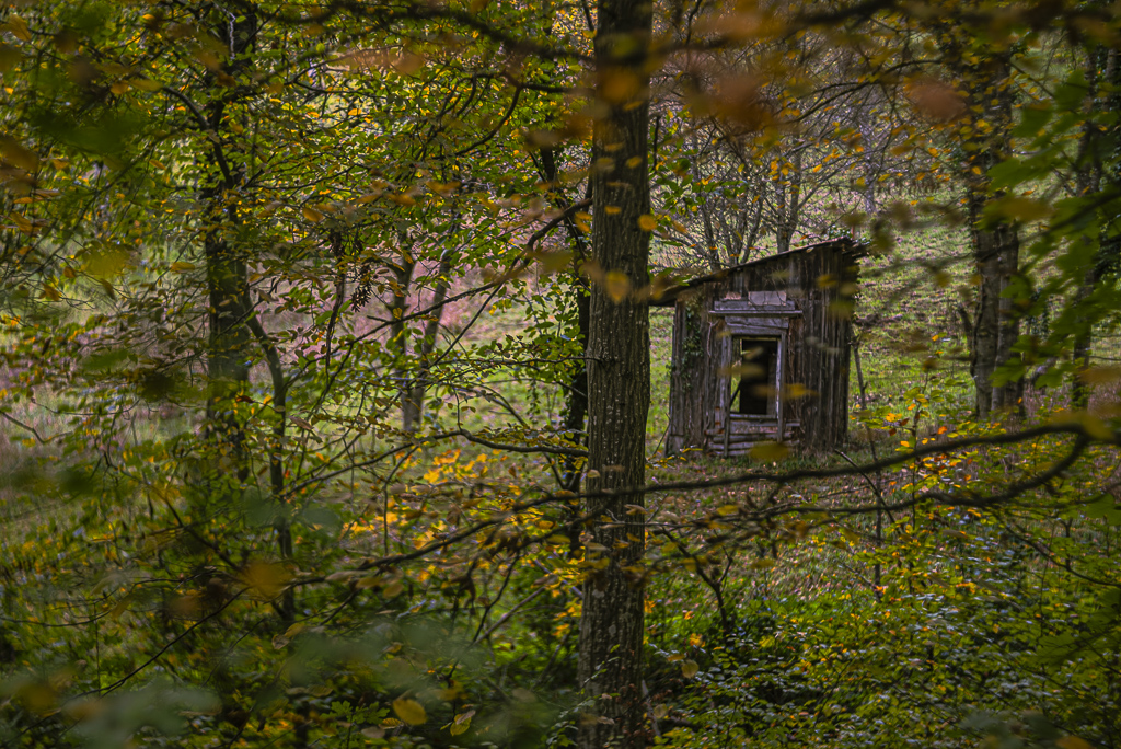 Ein Blick durch den Herbstwald auf einen Hochstand