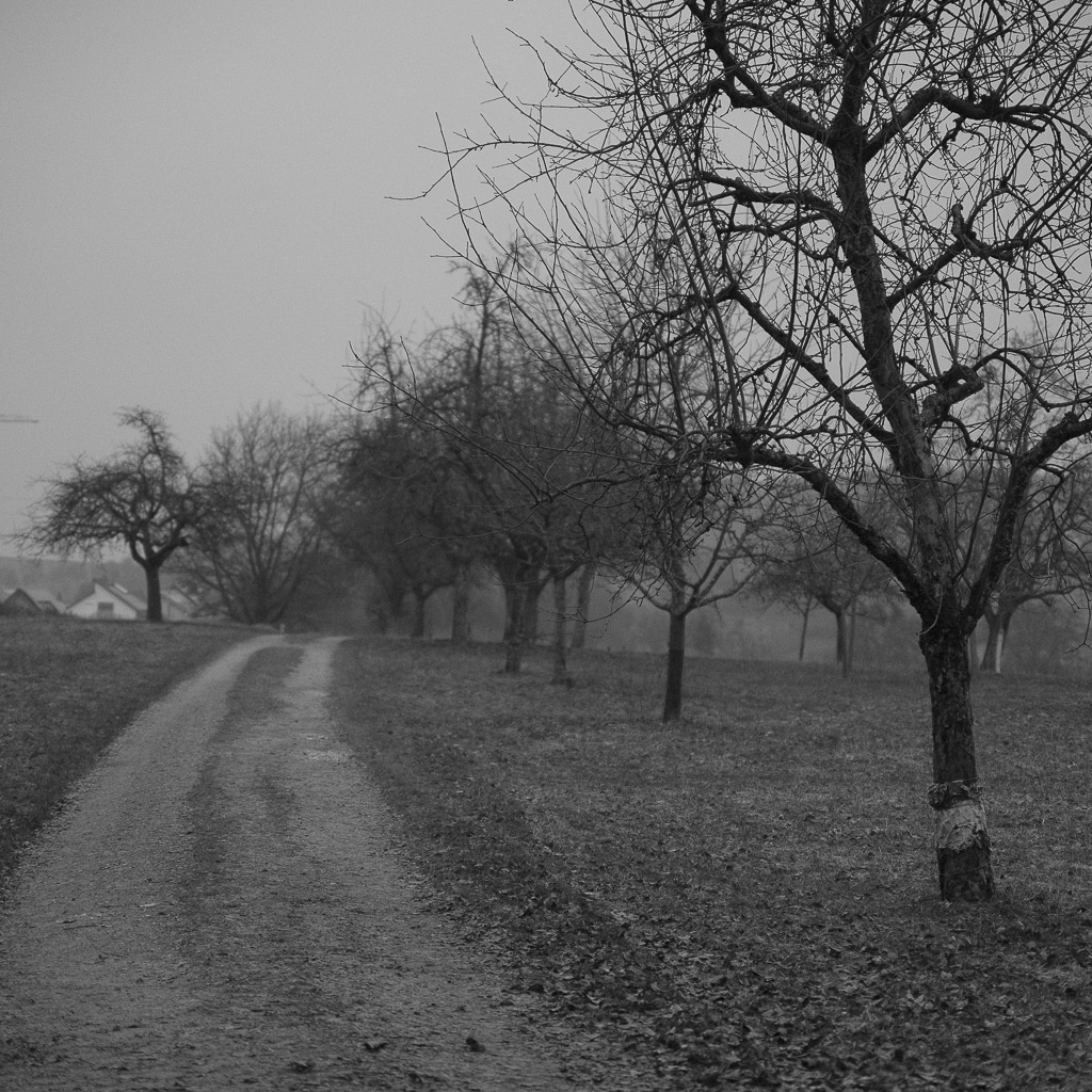 Der Blick auf einen Feldweg mit alten und kahlen Obstbäumen 
