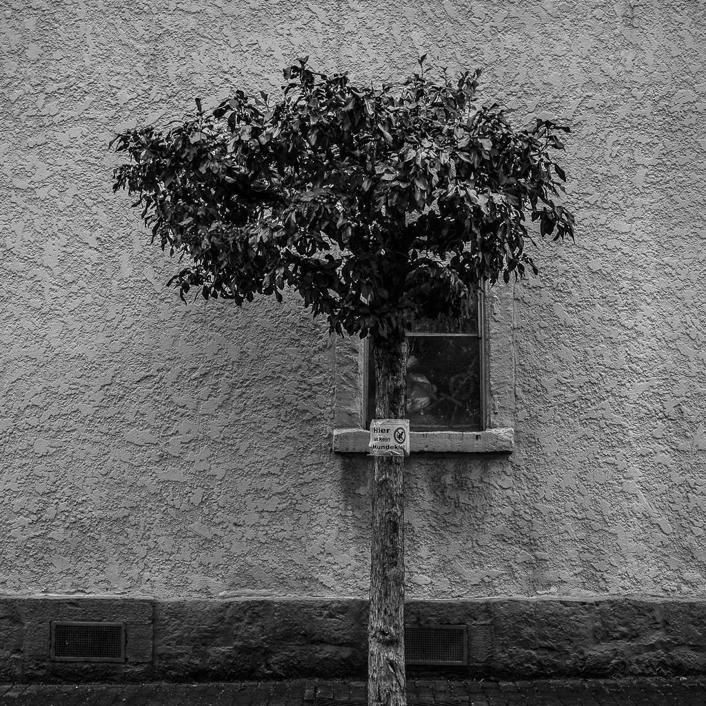 Ein junger Baum vor einer nackten Hauswand, 