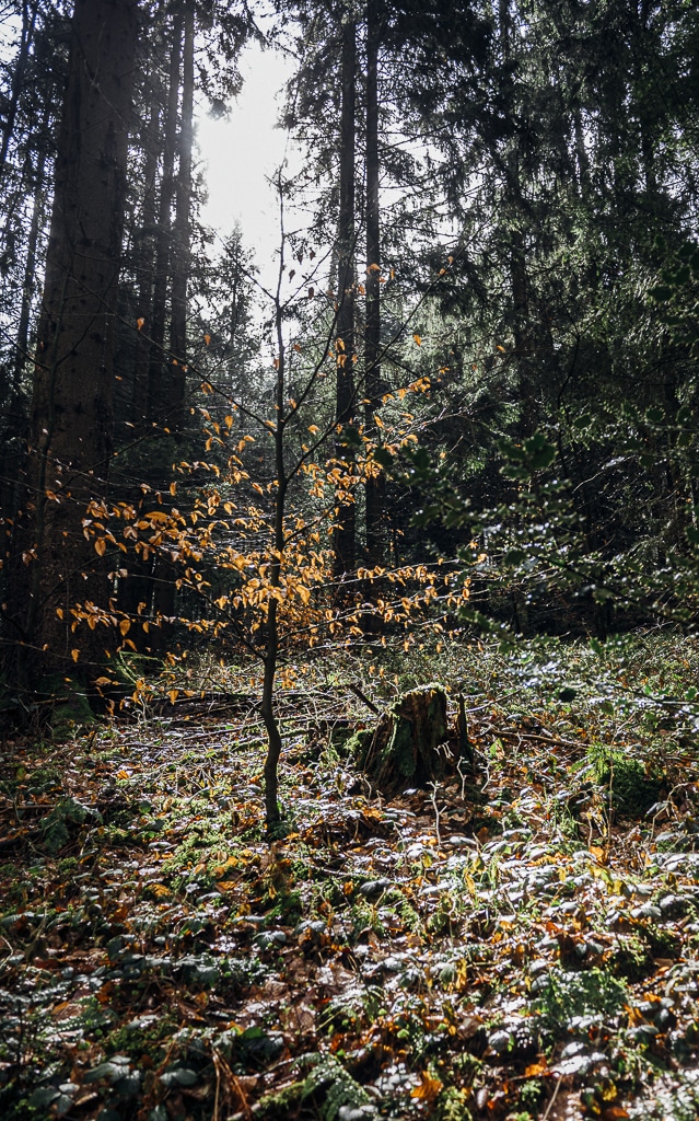 Ein Lichtkegel im Wald