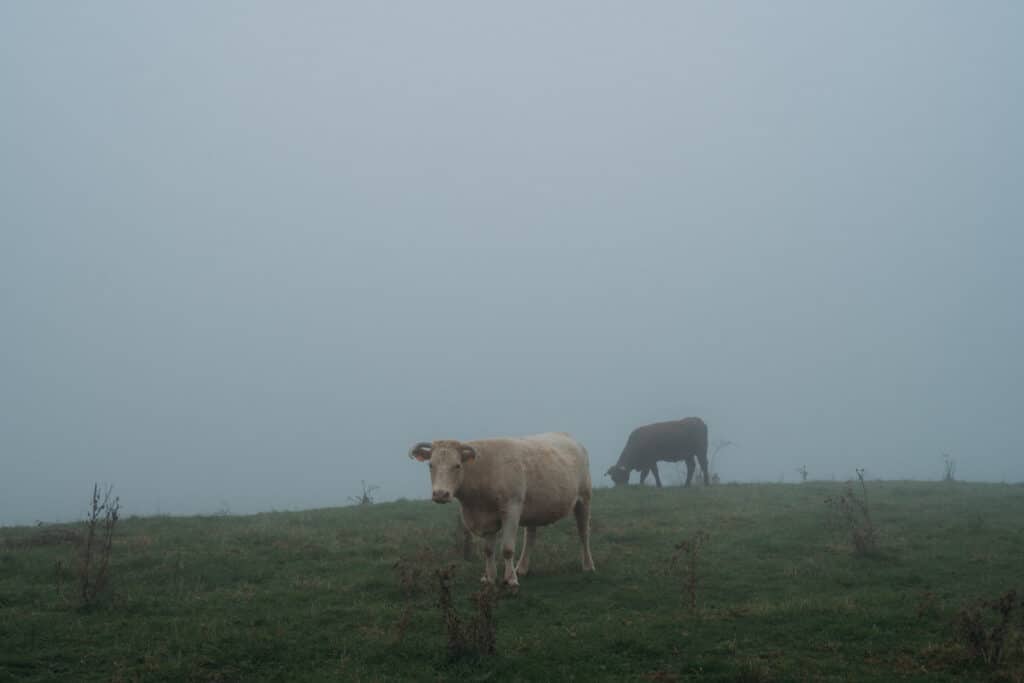 Kühe im Nebel